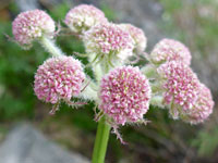 Pink flowers