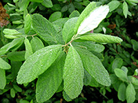 Ovate leaves