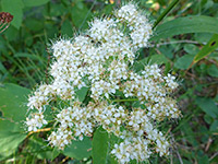 Spiraea lucida