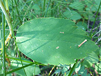 Toothed leaf