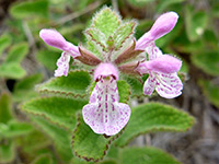 Stachys ajugoides