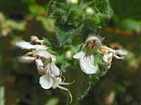 Whitestem hedgenettle