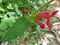 Stachys coccinea