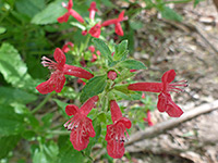 Flowers and leaves