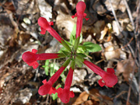 Stachys coccinea