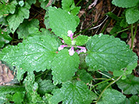 Large leaves