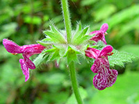 Pink and white flowers