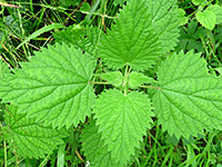 Toothed leaves