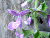 photograph