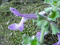 Flower and calyx