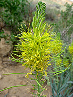 Seed pods