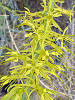 Elongated flower cluster