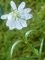 Raindrops on a flower