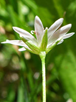 Sepals and petals