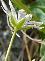 Hairless flower stalk