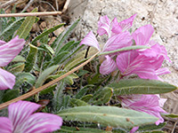 Hairy leaves