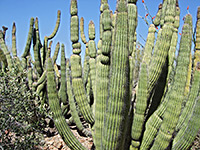 Organ pipe cluster