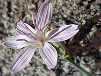 Stephanomeria pauciflora