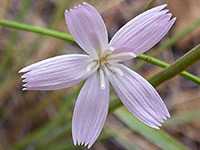 Narrowleaf wire-lettuce