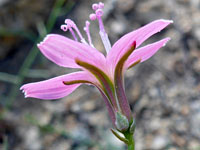 Stephanomeria tenuifolia