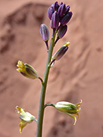 Flowers and buds