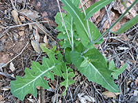 Lobed basal leaves