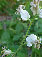 White flowers