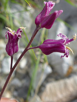 Four purple flowers