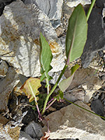 Lower stem leaves