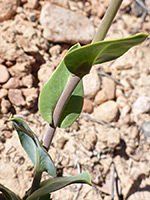 Clasping stem leaves