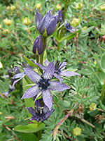 Purple petals