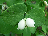 Symphoricarpos albus