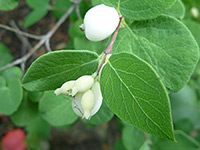 Green leaves