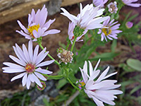 Symphyotrichum ascendens