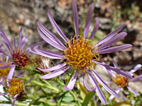 Pink and orange flowerheads