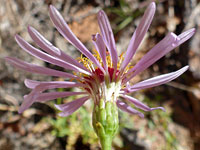 Florets and phyllaries