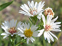 White Prairie Aster