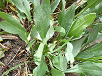 Broad green leaves