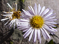 Pale purple flower