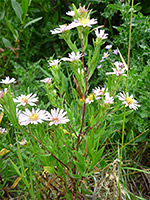 Pinkish-white flowers