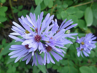 Symphyotrichum laeve