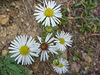 Group of flowers