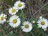 Smooth White Aster