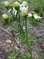 Flowers and stems