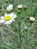 Leaves and bracts