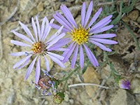 Symphyotrichum spathulatum