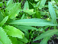 Long green leaf