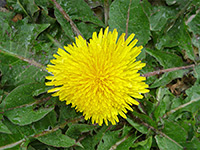 Taraxacum officinale