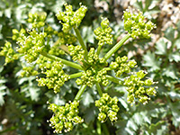 Greenish flowers