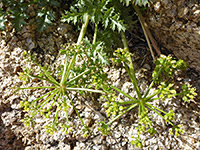 Parish's Umbrellawort